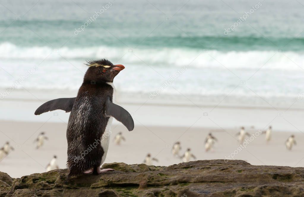 Southern rockhopper penguin standing on a rock 