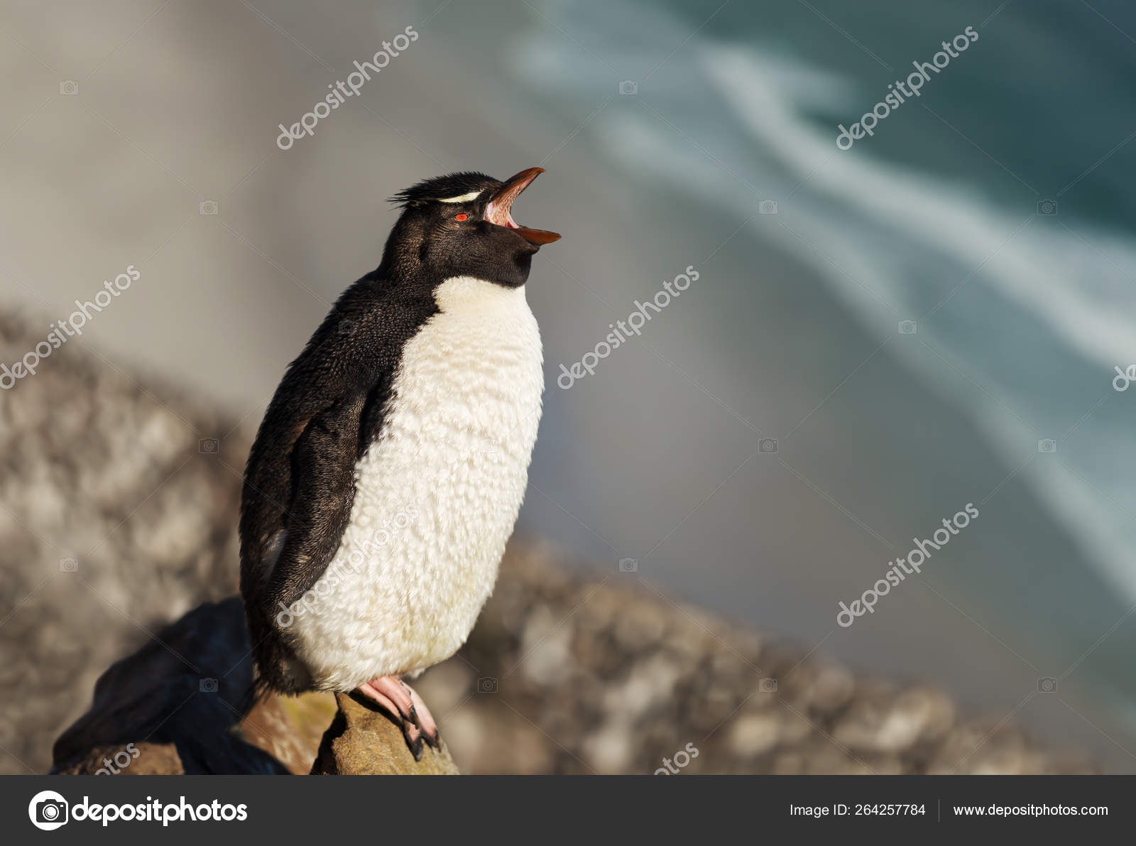 Close Up Of A Rockhopper Penguin Calling Stock Photo Image By C Giedriius