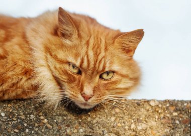 Beton çitte yatan zencefilli kedinin yakın çekim