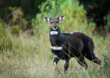 Rare Menelik's Bushbuck standing in the forest in Ethiopia clipart