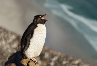 Bir Rockhopper penguen arama yakın çekim