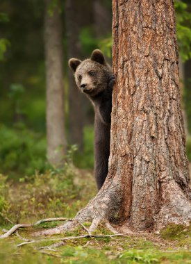European brown bear cub hiding behind the tree clipart