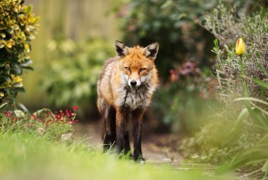 İlkbaharda çiçeklerle bahçede kırmızı tilki