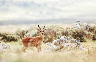 Otlakta bir Bohor Reedbuck yakın çekim