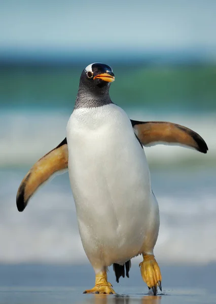 Пингвин, выходящий на берег из океана — стоковое фото