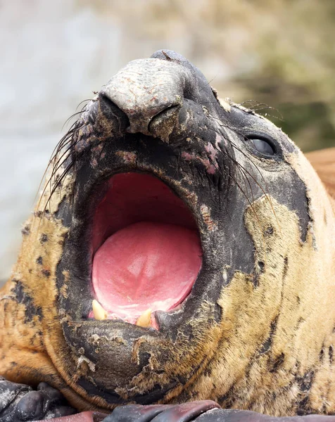 Close up of a male Southern Elephant Seal roaring — Stock Photo, Image