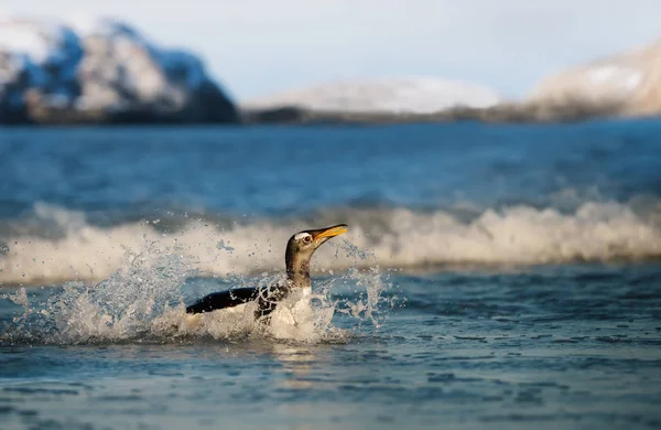 Közeli fel a Gentoo pingvin fröccsenő az óceán víz — Stock Fotó