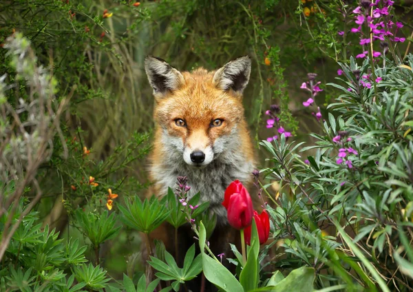 Volpe rossa in giardino con fiori — Foto Stock