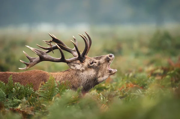 Red deer stag calling during rutting season in autumn