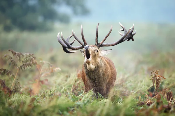 Sonbaharda rutting sezonunda kırmızı geyik geyik arama — Stok fotoğraf