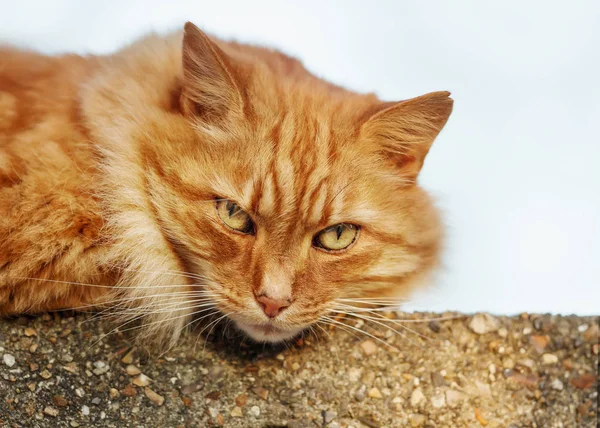 Close-up de um gato de gengibre deitado em uma cerca de concreto — Fotografia de Stock