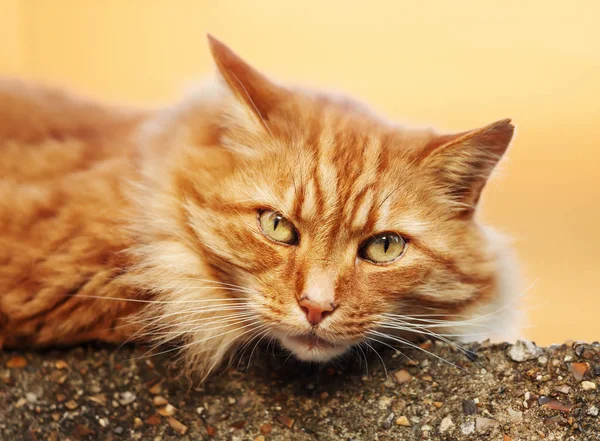 Close-up de um gato de gengibre deitado em uma cerca de concreto — Fotografia de Stock