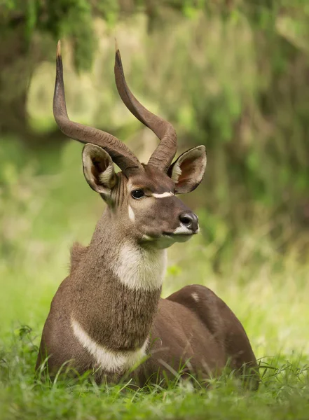 Acercamiento de un macho Nyala Montaña acostado en la hierba — Foto de Stock