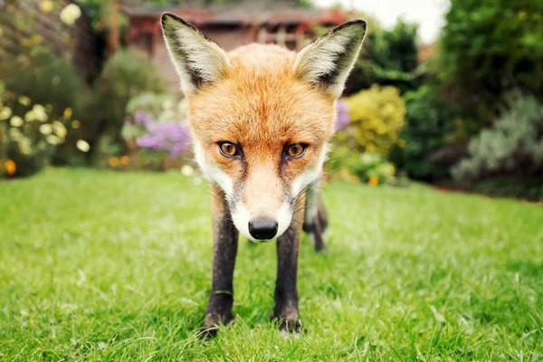 Close up of a red fox in the garden in summer — Stock Photo, Image