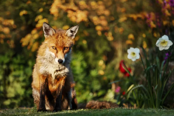 Rödräv i trädgården med blommor på våren — Stockfoto