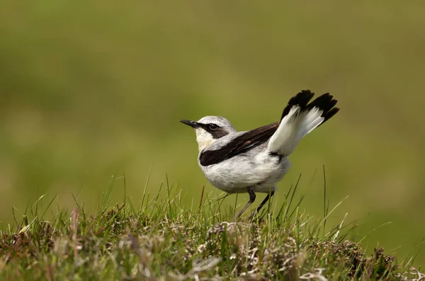 Закрыть северное колесо (Oenanthe oenanthe ) — стоковое фото