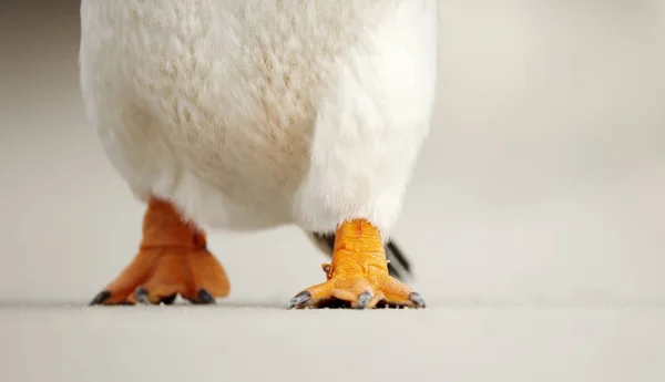 Uzavření Gentoo tučnožek — Stock fotografie