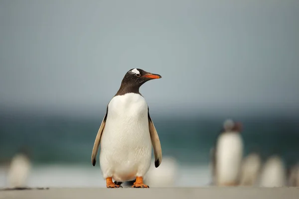 Gentoo pingüino de pie en una playa de arena — Foto de Stock