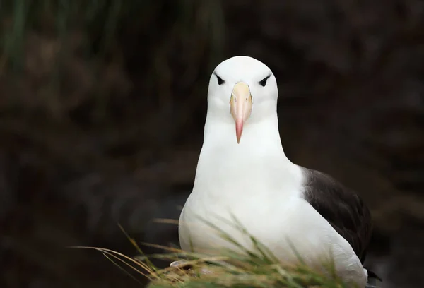 Nahaufnahme eines Schwarzbrauenalbatros vor schwarzem Hintergrund — Stockfoto