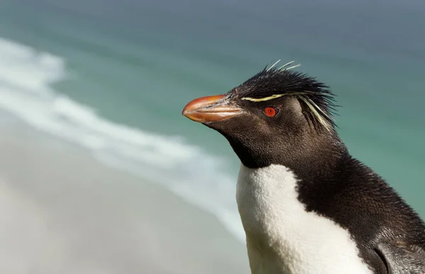 南企鹅企鹅的关闭 — 图库照片