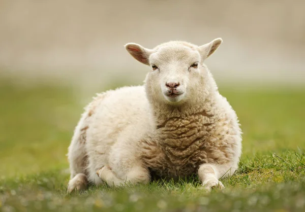 Primer plano de una oveja shetland tendido sobre hierba verde — Foto de Stock