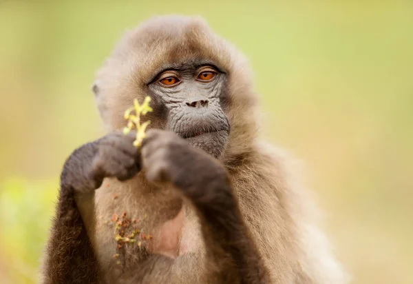 Nahaufnahme eines jungen Gelada-Affen, der Gras isst — Stockfoto