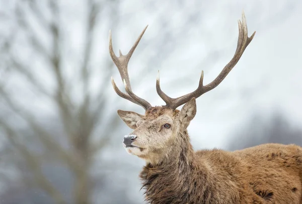 떨어지는 눈 속에서 붉은 사슴 사슴의 클로즈업 — 스톡 사진
