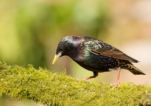 Close up de um estorninho comum empoleirado em um tronco musgoso — Fotografia de Stock