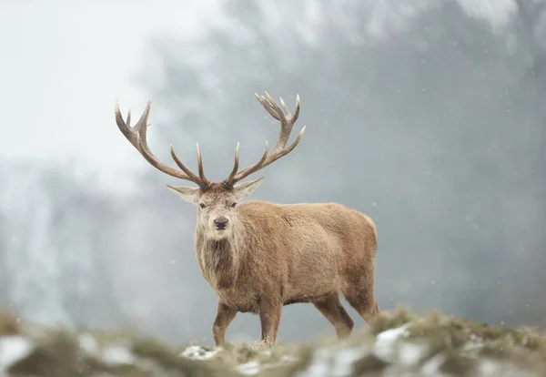 떨어지는 눈 속에서 붉은 사슴 사슴의 클로즈업 — 스톡 사진
