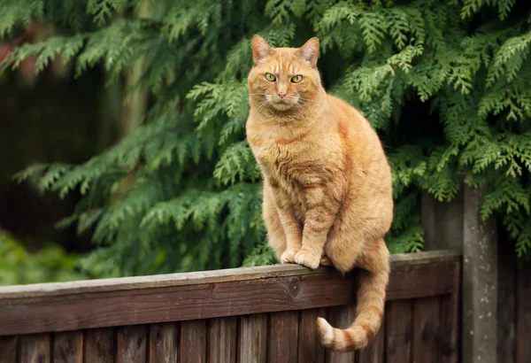 Ginger cat sitting on a wooden fence — Stock Photo, Image
