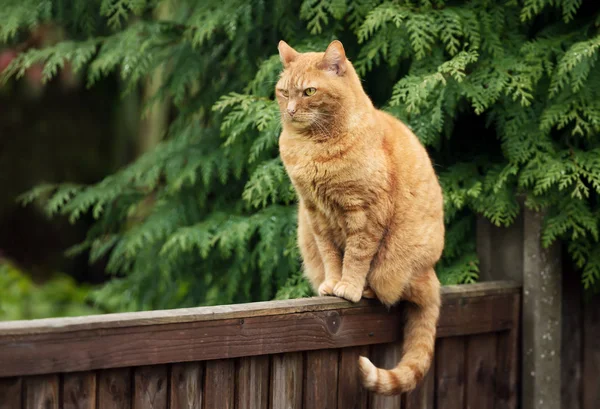 Ginger gato sentado em uma cerca de madeira — Fotografia de Stock