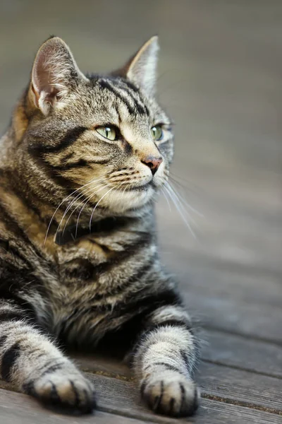 Portrait of a tabby cat lying in the garden — Stock Photo, Image