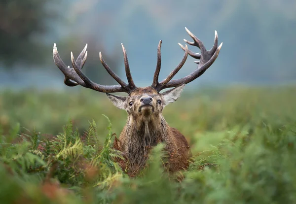 Gros plan du cerf rouge pendant la saison de rut — Photo