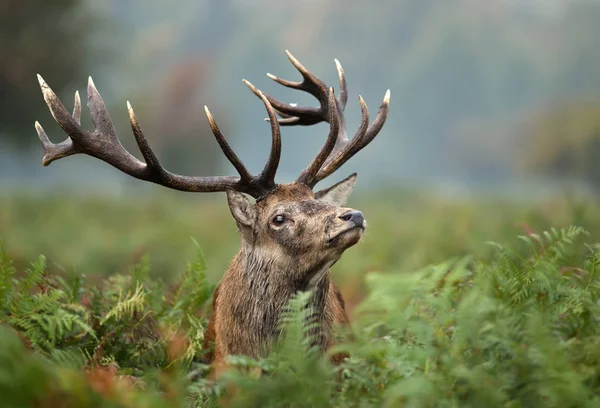 Close-up of red deer stag during rutting season — Stock Photo, Image