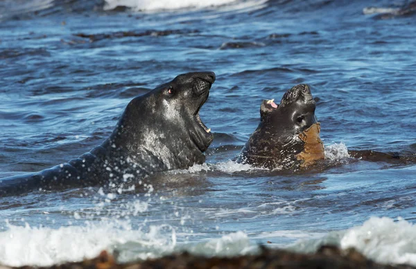 Close-up of Southern elephant seals fighting in water — Stock Photo, Image