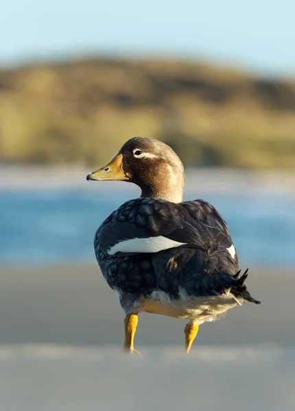 Pato de vapor Falkland na costa do oceano — Fotografia de Stock
