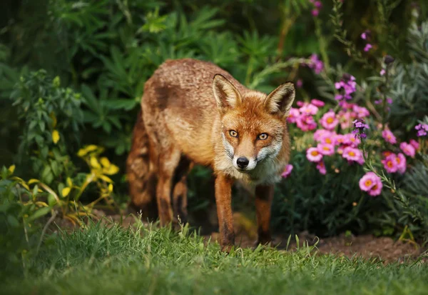 Rödräv i trädgården med blommor — Stockfoto