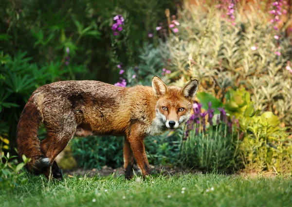 Rödräv i trädgården med blommor — Stockfoto