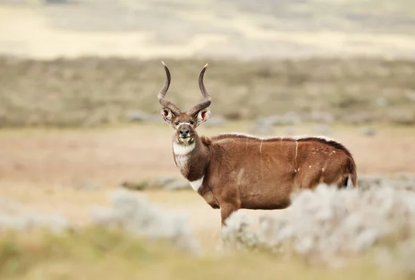 Närbild på ett berg Nyala stående i gräset fältet — Stockfoto