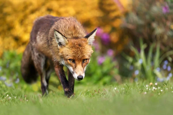 Primer plano de un zorro rojo en el jardín con flores —  Fotos de Stock