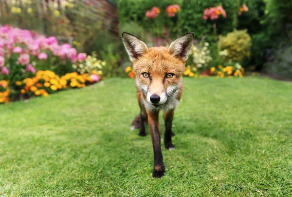 Zorro rojo en el jardín con flores —  Fotos de Stock