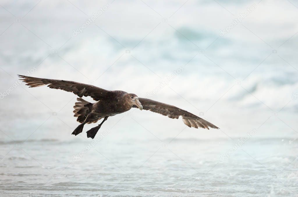 Close up of a Southern Giant Petrel in flight