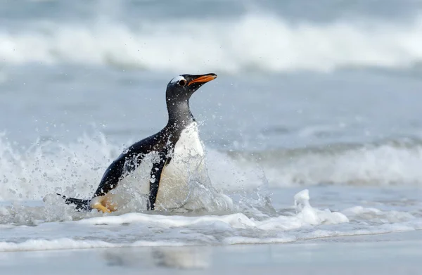 Primer plano de un pingüino Gentoo salpicando en el agua del océano —  Fotos de Stock