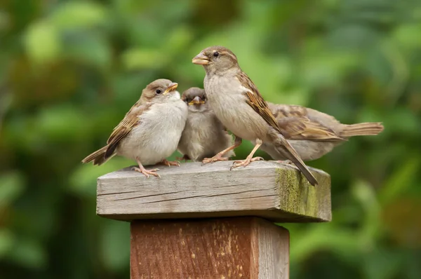 Portrait of a house sparrow female feeding her chicks — Stock Photo, Image