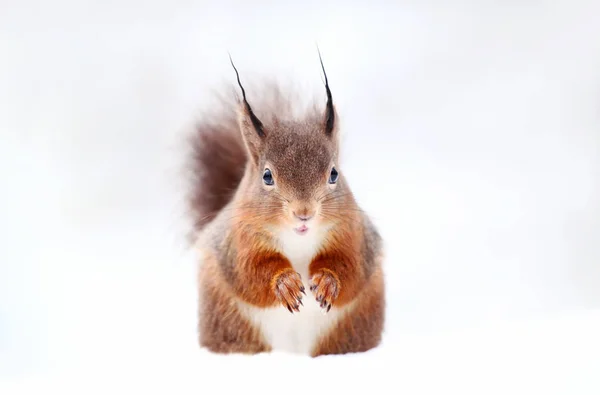 Κοντά σε έναν κόκκινο σκίουρο που κάθεται στο χιόνι — Φωτογραφία Αρχείου