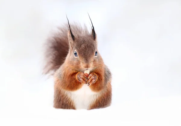 Κόκκινος σκίουρος που κάθεται στο χιόνι και τρώει ένα καρύδι — Φωτογραφία Αρχείου