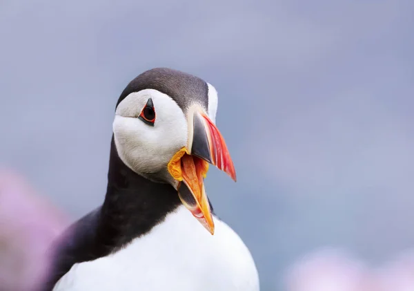 Close up of Atlantic puffin calling Stock Image
