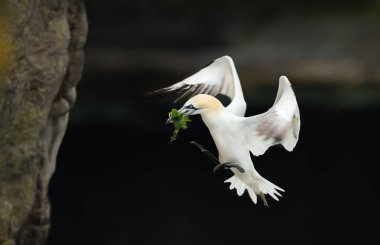 Gagada yuvalama malzemesi ile uçuşkuzey gannet