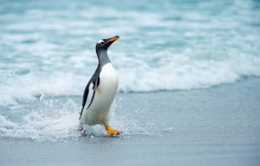 Gentoo pengueni okyanustan karaya geliyor