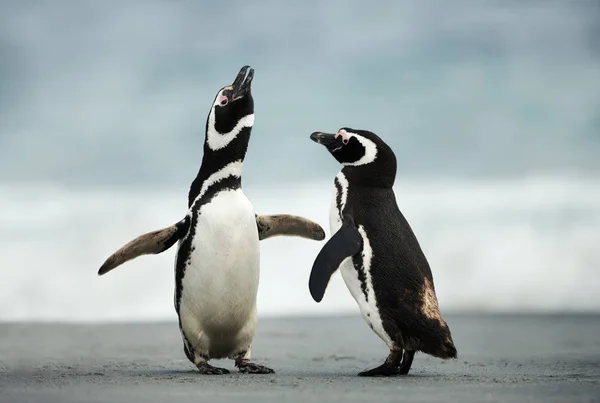 Ухаживание за магеллановыми пингвинами — стоковое фото
